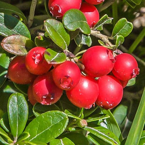 Lielogu dzērvene Early Black, P9 interface.image 1 interface.art 9235