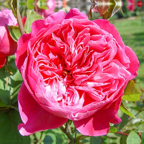 Lielziedu roze Accademia® interface.image 1 interface.art 5547