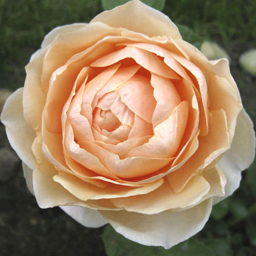 Lielziedu roze Anna Fendi®, C5 interface.image 1 interface.art 5548