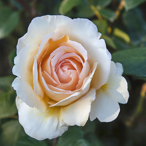 Lielziedu roze Anna Fendi®, C5 interface.image 2 interface.art 5548