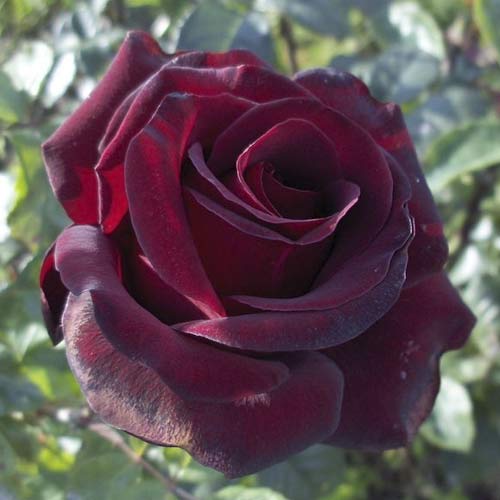 Lielziedu roze Black Madonna interface.image 1 interface.art 6222