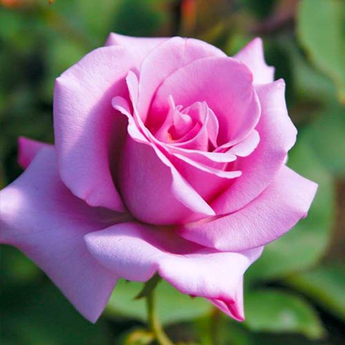 Lielziedu roze Blue Girl interface.image 1 interface.art 5519