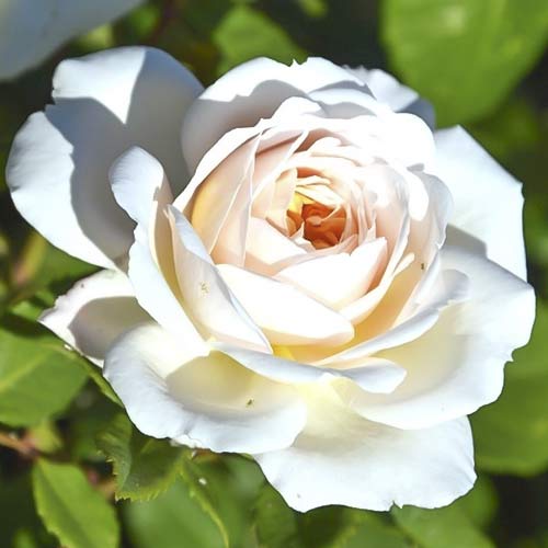 Lielziedu roze Brilliance interface.image 1 interface.art 6223