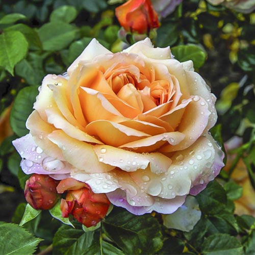 Lielziedu roze Capri®, C5 interface.image 1 interface.art 5556