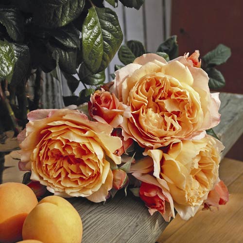 Lielziedu roze Capri®, C5 interface.image 2 interface.art 5556