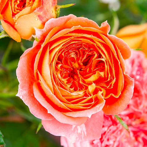 Lielziedu roze Carmen interface.image 1 interface.art 5520