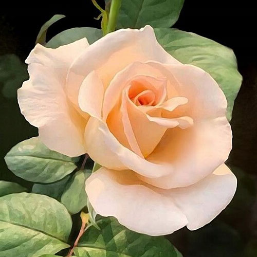 Lielziedu roze Casanova, root ball interface.image 1 interface.art 2120