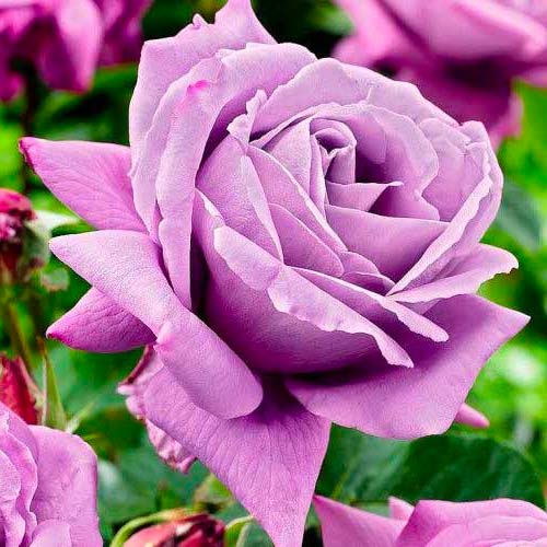 Lielziedu roze Charley interface.image 1 interface.art 3657