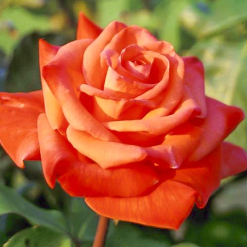 Lielziedu roze Christoph Columbus interface.image 1 interface.art 6224