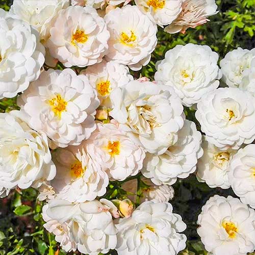 Lielziedu roze Cometa® interface.image 1 interface.art 5701