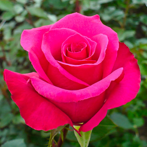 Lielziedu roze Dark Pink interface.image 1 interface.art 5887