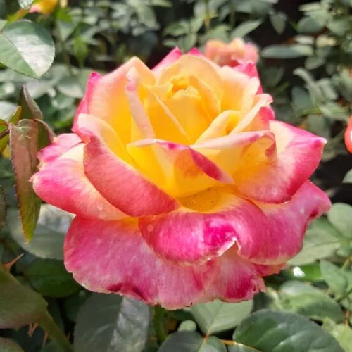 Lielziedu roze Desse, root ball interface.image 1 interface.art 6225