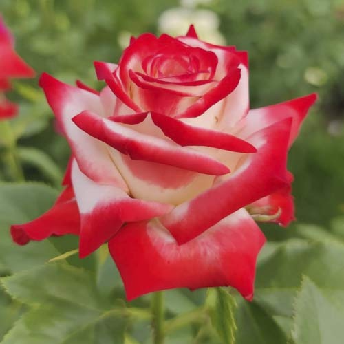 Lielziedu roze Empress Farah interface.image 1 interface.art 6226