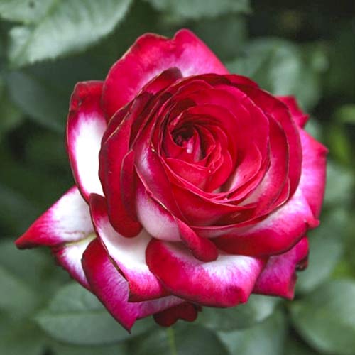 Lielziedu roze Fair Lady interface.image 1 interface.art 6227