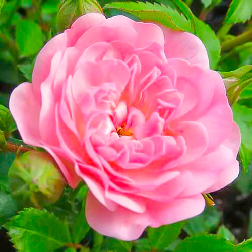 Lielziedu roze Fairy interface.image 1 interface.art 3683