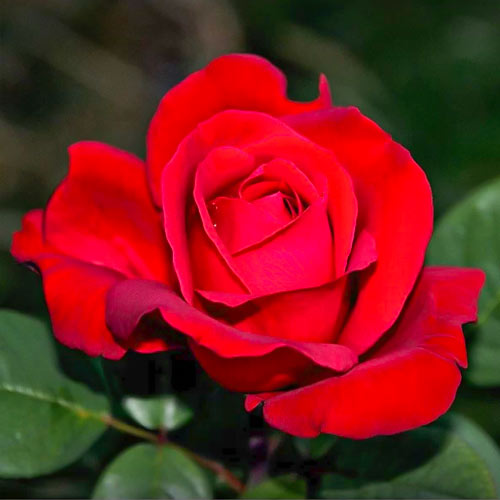 Lielziedu roze Fulgurante, root ball interface.image 1 interface.art 6133