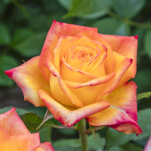 Lielziedu roze Girandola®, C5 interface.image 1 interface.art 6152