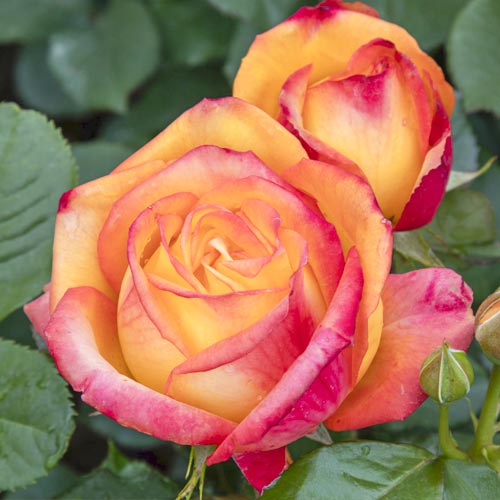 Lielziedu roze Girandola®, C5 interface.image 2 interface.art 6152