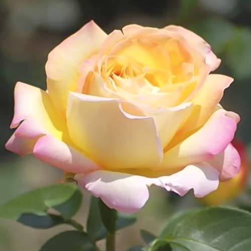 Lielziedu roze Gloria Dei interface.image 1 interface.art 6228