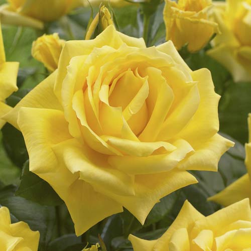 Lielziedu roze Golden Parfum de Provence interface.image 1 interface.art 6229