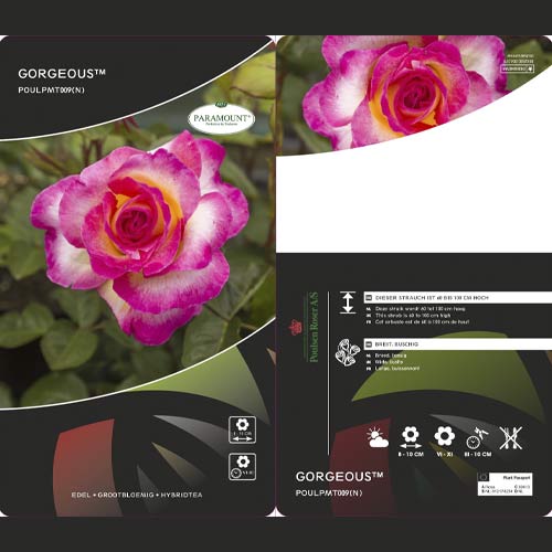 Lielziedu roze Gorgeous Paramount®, С5 interface.image 1 interface.art 6186