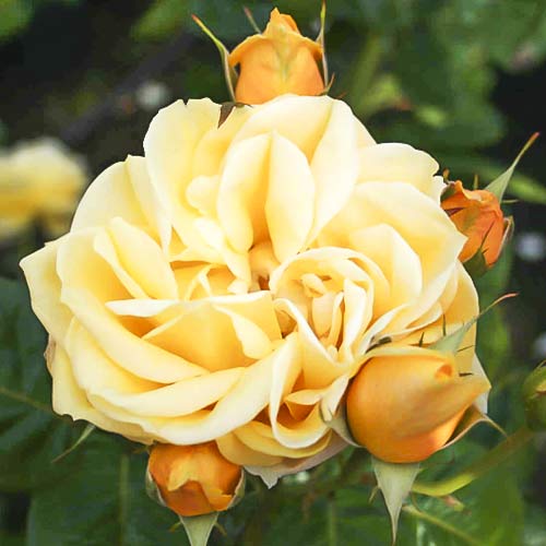 Lielziedu roze Gracious Queen interface.image 1 interface.art 6230