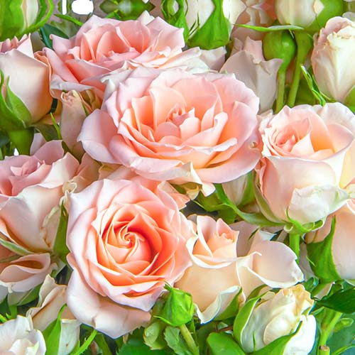 Lielziedu roze Grazia interface.image 1 interface.art 5524