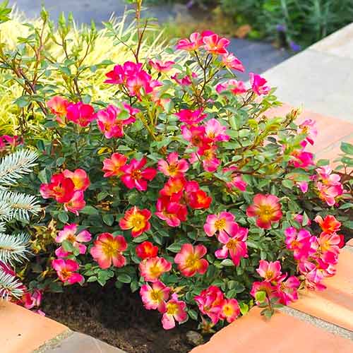 Lielziedu roze Happy Chappy®, C5 interface.image 1 interface.art 5543