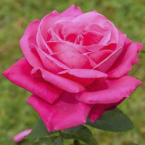 Lielziedu roze Jacaranda interface.image 1 interface.art 6232