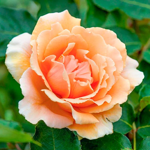 Lielziedu roze Just Joey interface.image 1 interface.art 5531