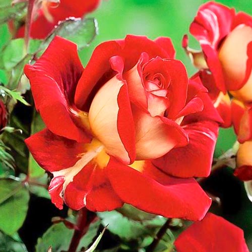 Lielziedu roze Kronenburg, root ball interface.image 1 interface.art 6233