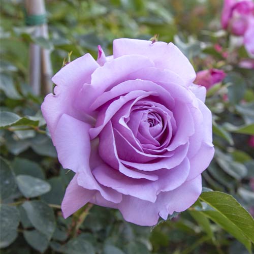 Floribunda roze Love Song®, C5 interface.image 2 interface.art 5545