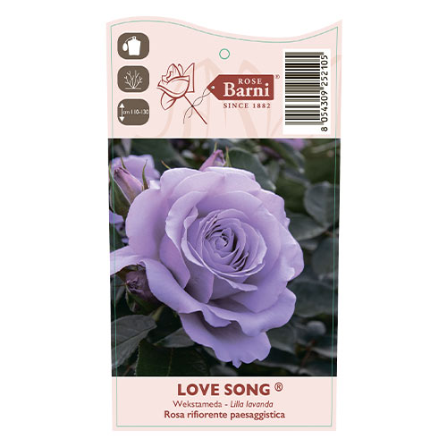 Floribunda roze Love Song®, C5 interface.image 5 interface.art 5545