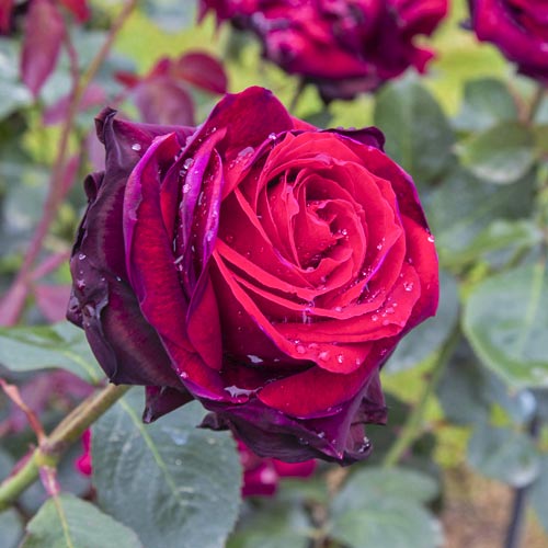 Lielziedu roze Magia Nera®, C5 interface.image 2 interface.art 5533