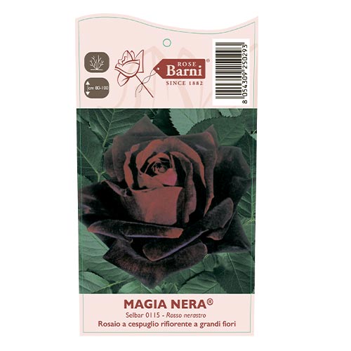 Lielziedu roze Magia Nera®, C5 interface.image 4 interface.art 5533