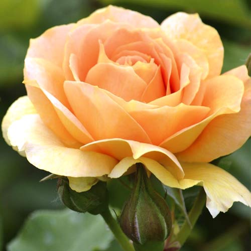 Lielziedu roze Magic Lantern interface.image 1 interface.art 6235