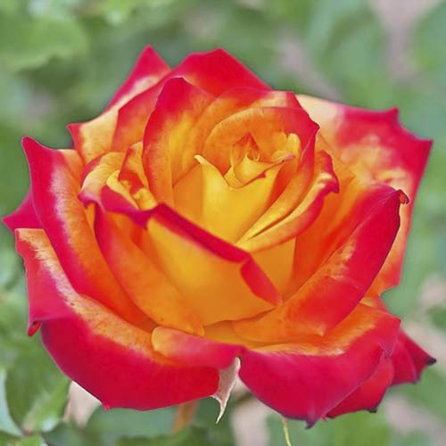 Lielziedu roze Meilambra interface.image 1 interface.art 6236