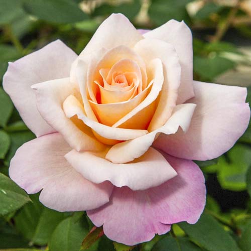 Lielziedu roze Meilampario interface.image 1 interface.art 6237