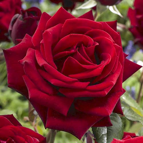 Lielziedu roze Mister Lincoln interface.image 1 interface.art 6238