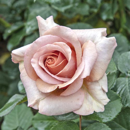 Lielziedu roze Mokarosa®, C5 interface.image 1 interface.art 5535