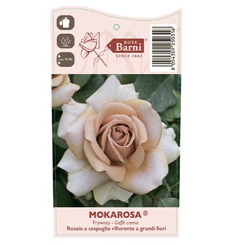 Lielziedu roze Mokarosa®, C5 interface.image 3 interface.art 5535