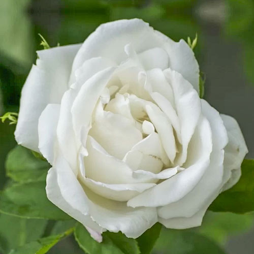 Lielziedu roze Mount Shasta, root ball interface.image 1 interface.art 6132