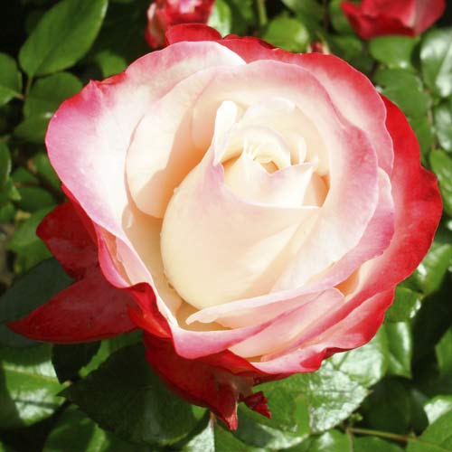 Lielziedu roze Nostalgia interface.image 1 interface.art 6239