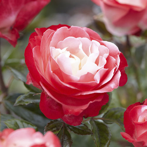 Lielziedu roze Nostalgie ®, C3 interface.image 1 interface.art 4563