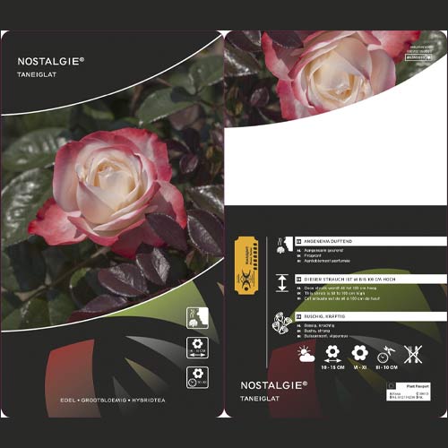 Lielziedu roze Nostalgie ®, C3 interface.image 2 interface.art 4563