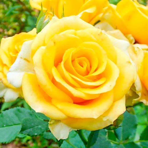 Lielziedu roze Old Gold interface.image 1 interface.art 3666