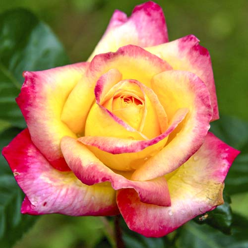 Lielziedu roze Orient Express interface.image 1 interface.art 6240