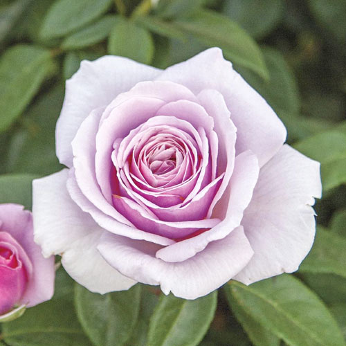 Lielziedu roze Pacific Blue®, C5 interface.image 1 interface.art 6161