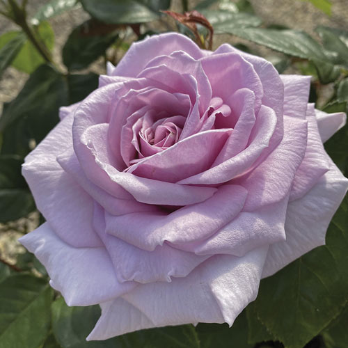 Lielziedu roze Pacific Blue®, C5 interface.image 2 interface.art 6161