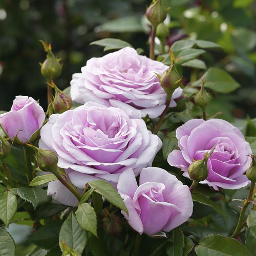 Lielziedu roze Pacific Blue®, C5 interface.image 3 interface.art 6161